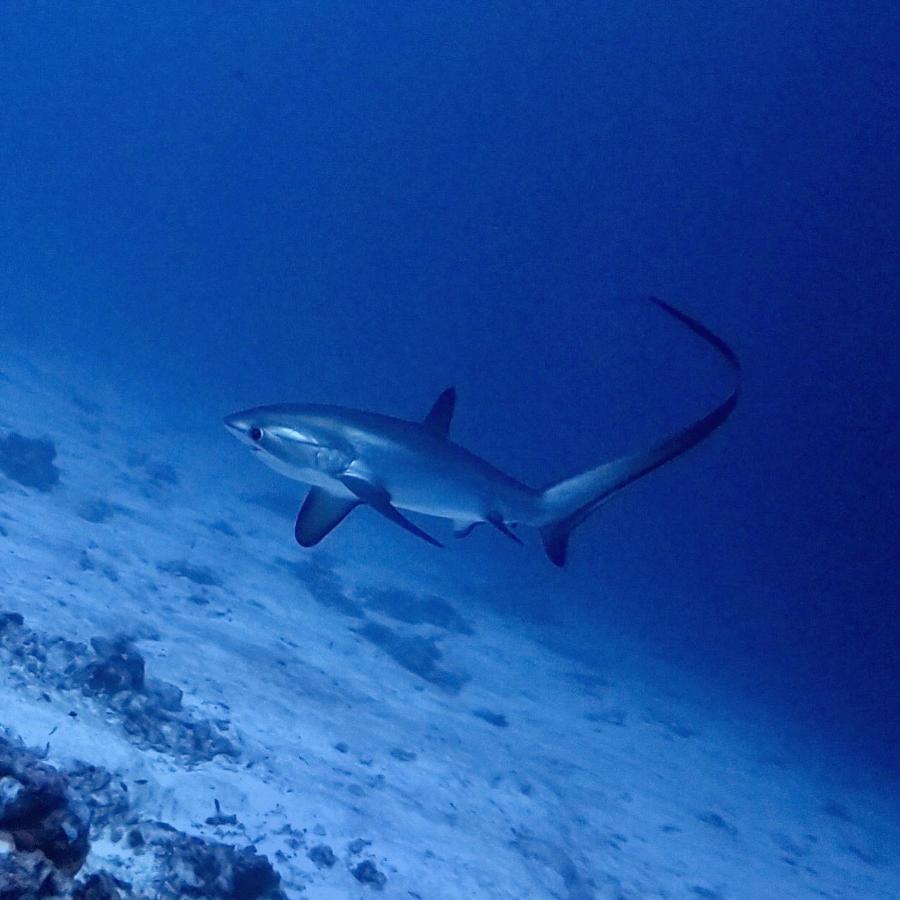 Tiger Shark Residence & Dive Fuvahmulah Eksteriør bilde