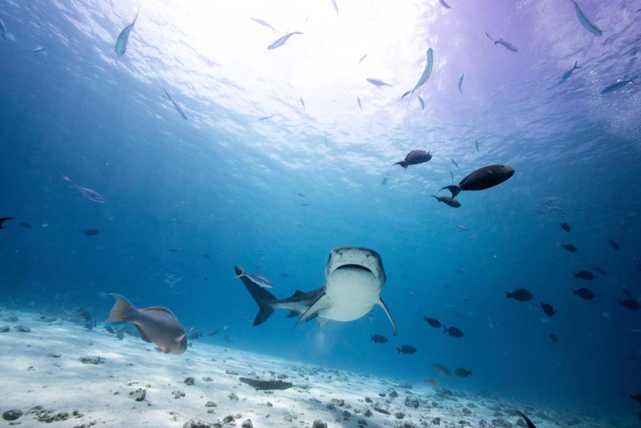 Tiger Shark Residence & Dive Fuvahmulah Eksteriør bilde
