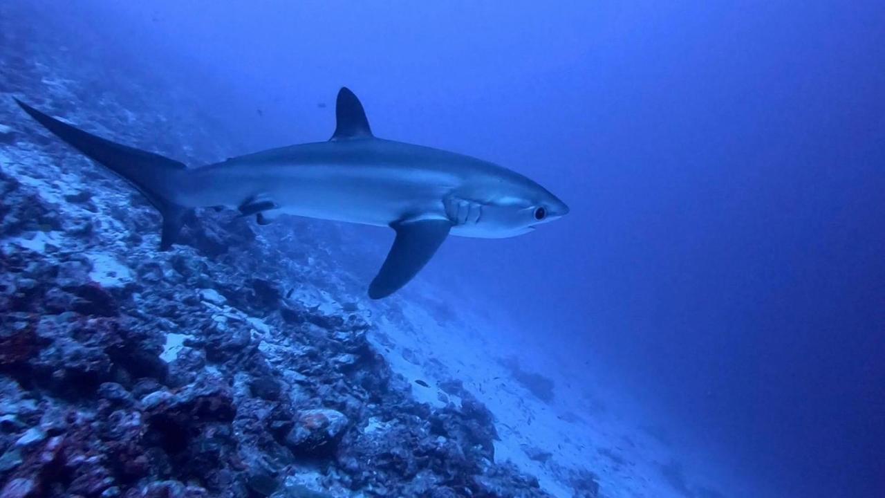 Tiger Shark Residence & Dive Fuvahmulah Eksteriør bilde