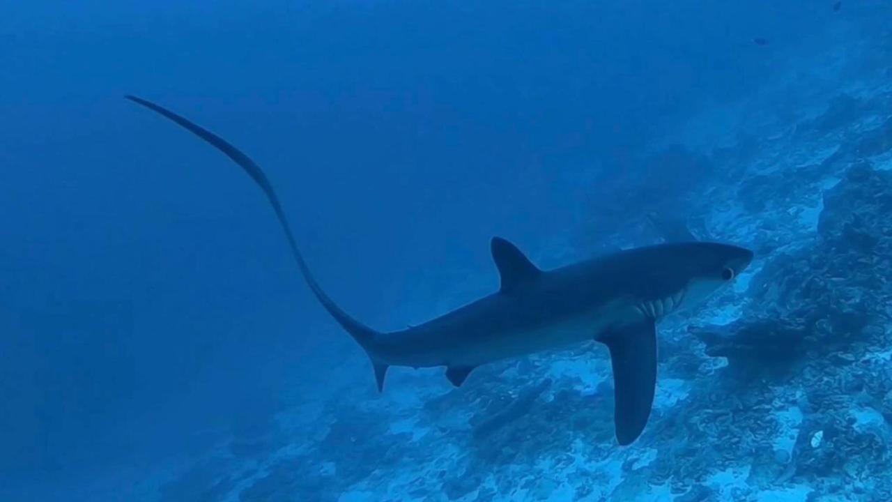 Tiger Shark Residence & Dive Fuvahmulah Eksteriør bilde