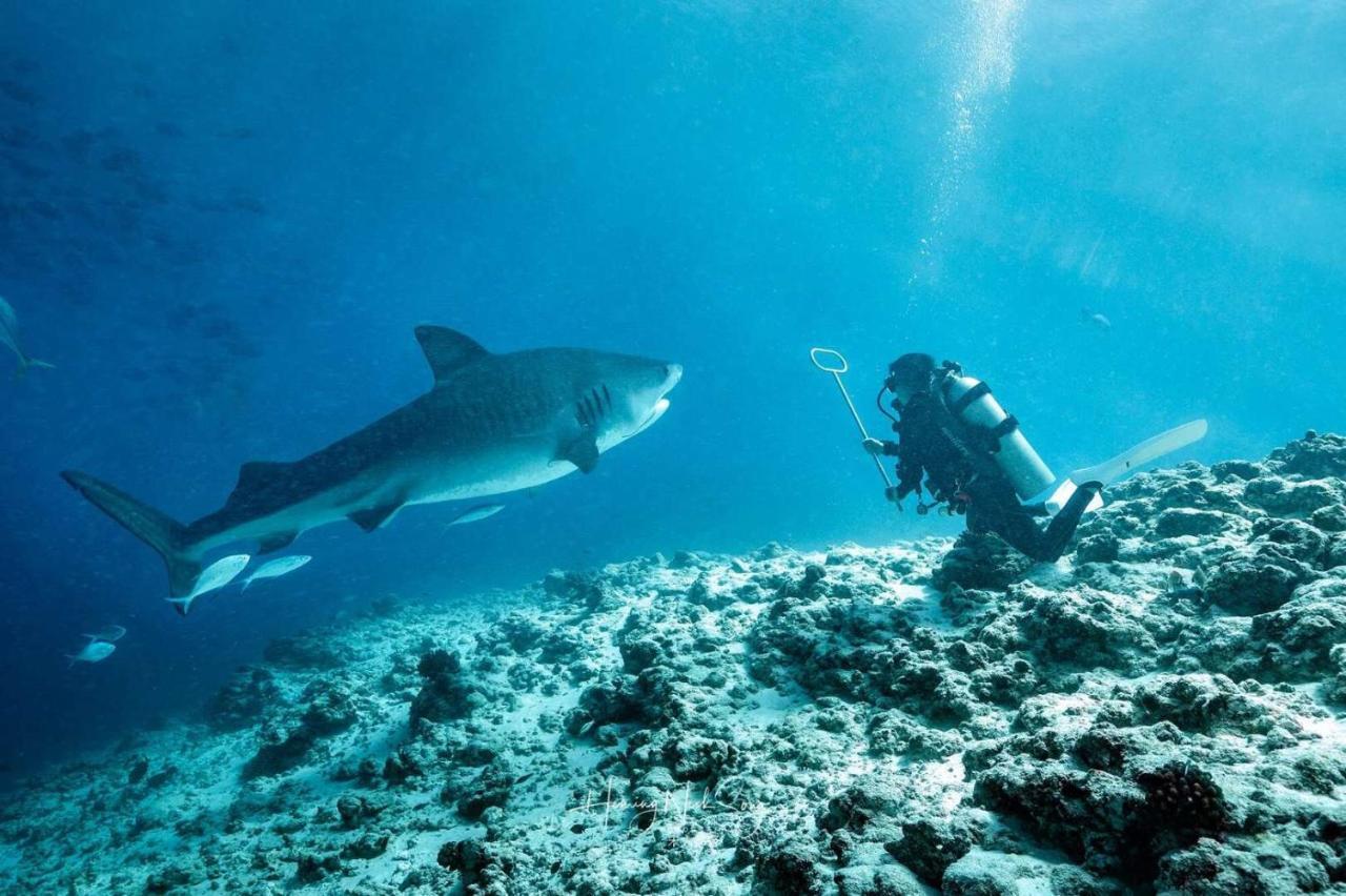 Tiger Shark Residence & Dive Fuvahmulah Eksteriør bilde